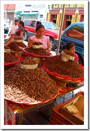 Koniki polne dowolne smaki i rozmiary