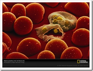 malaria-parasites-523039-sw