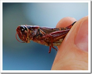 Z chili i limonką (Large)