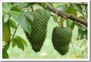 Roślina zielona sobie rośnie