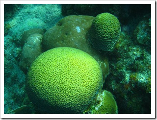 Piękne korale mózgi