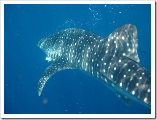 Rekin wielorybi w całej krasie