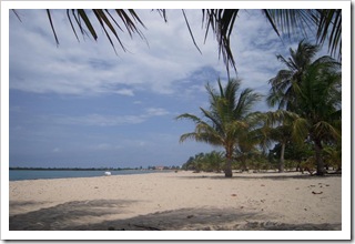 Widoczek spod naszej palmy