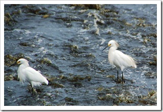 Czaplowate ptaszki w ścieku