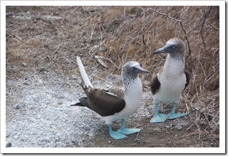 Głuptaki i ich kaloszki