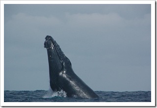 Jedyny skok, jaki udało się sfotografować