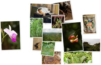 Wyświetl galerię Monteverde