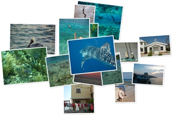 Wyświetl galerię Utila