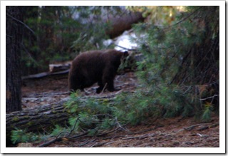Bliskie spotkania z uszatkiem 1