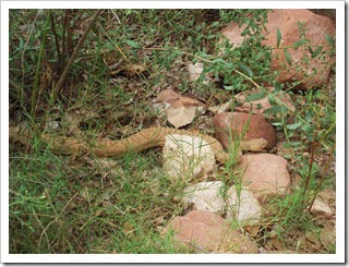 Grzechotniczek malutki