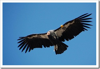 Kondor Kalifornijski nad Wielkim Kanionem Kolorado