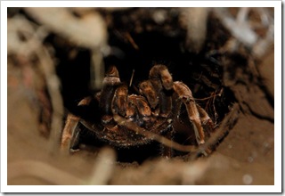 mój autoportret. T.Z. Pajęczak