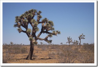 Ta pustynia ma jeszcze drzewka ale nic poza nimi