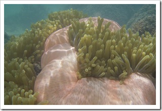 Podmorski widoczek przy naszej plaży