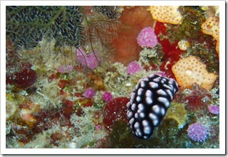 Podwodne ogrody i ich mieszkańcy