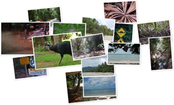 Wyświetl galerię Cape Tribulation