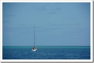 Wielka Rafa Koralowa