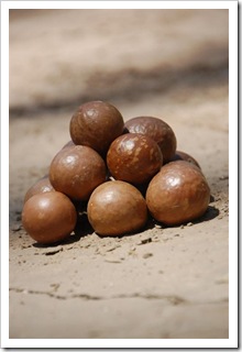 Wspaniałe orzeszki macadamia