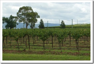 Winnice Hunter Valley