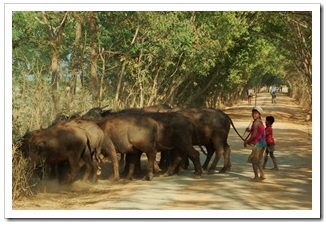Dzieci zapędzają bawoły do zagrody