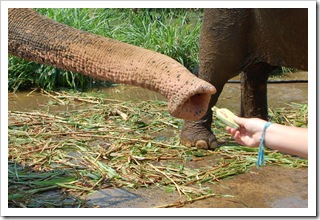 Instrukcja karmienia słoni