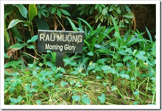 Rodzaj szpinaku często stosowany w kuchni wietnamskiej