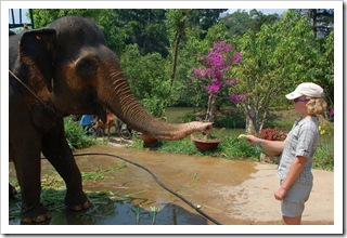 Słoniu masz swój żółty przysmak