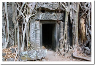 Słynne drzewo Tomb Raider