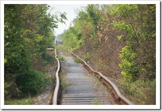 Tory w nieznane a na nich krowy